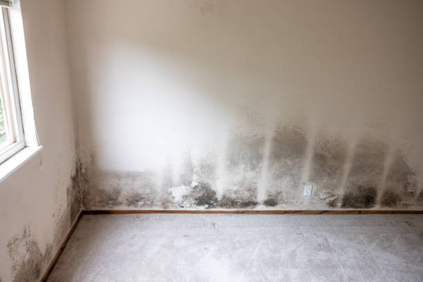 Forensic Mold Investigation in Fairview, NY