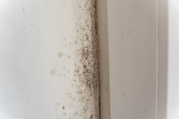 Mold Documentation for Insurance Claims in Fairview, NY